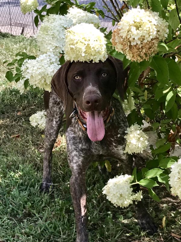 /images/uploads/southeast german shorthaired pointer rescue/segspcalendarcontest2019/entries/11744thumb.jpg